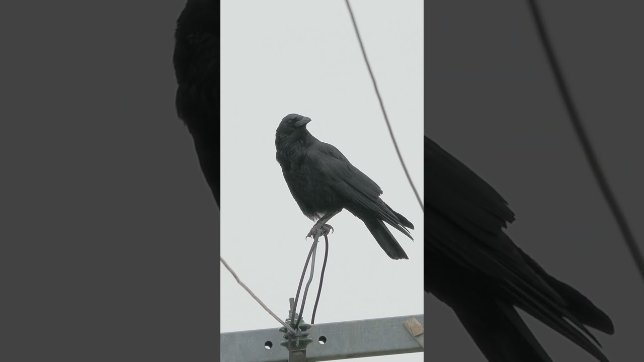 ハシボソガラスの鳴き声