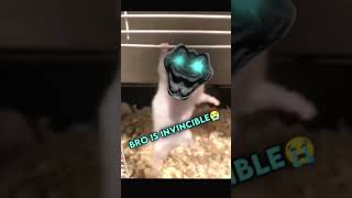 Bro Isnt A Hamster Moments Before Disaster