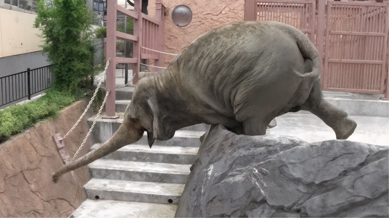 500 Incredible Animal Moments Caught on CCTV Camera