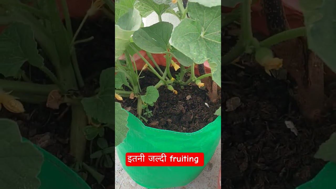 खरबूजे को देख के हैरान हूँ #terracegardenindia #lakshivgardening || #gardening ||