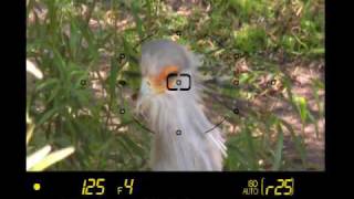 Introduction to the Nikon D5000 volume 1 : Basic Controls