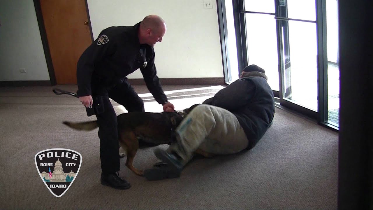 New BPD K-9's training day!