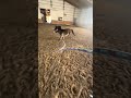 he was very lazy today #miniaturehorse #minihorse #horse #cute #fyp