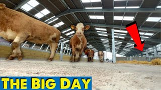 Moving Day Into The New Shed For All Our Cows