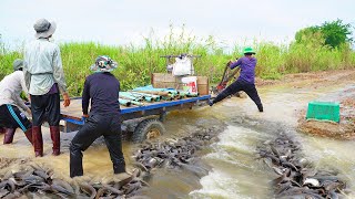 Unbelievable This Fishing on the Road Flooded - Really Catching &amp; Catfish