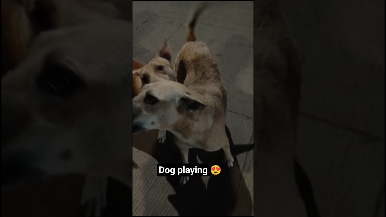 "Paws up, tails waggin’, and zoomies in full swing!