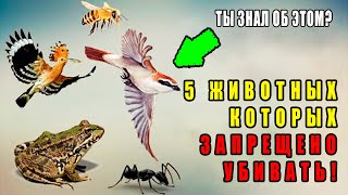 5 Животных Которых Запрещено Убивать В Исламе! Какие Животные? Остерегайтесь Быть Среди Людей Ада!