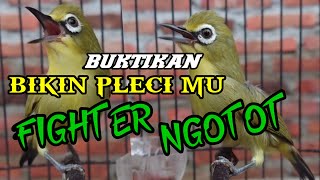 Semua Jenis PLECI Akan EMOSI, FIGHTER, GACOR, NGOTOT || PLECI Fighter Gacor MEMANCING emosi LAWAN.