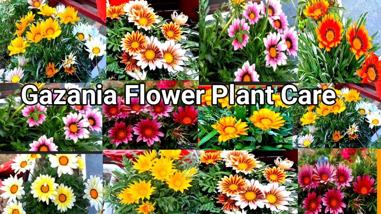 Gazania Flower Plant Care in Summer ll Gazania  Best permanent Flowering Plants ll