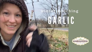 Mulching Garlic With Pine Shavings, How I Prep My Garlic Bed
