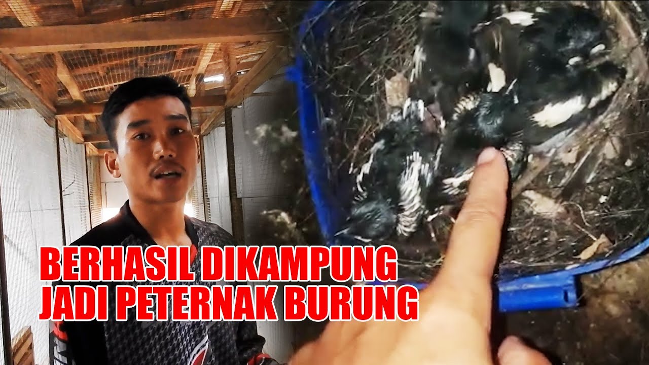 NYERAH MERANTAU DIJAKARTA, PULANG KAMPUNG BAWA ANAK BURUNG, COBA DITERNAK MALAH SUKSES JADI USAHA