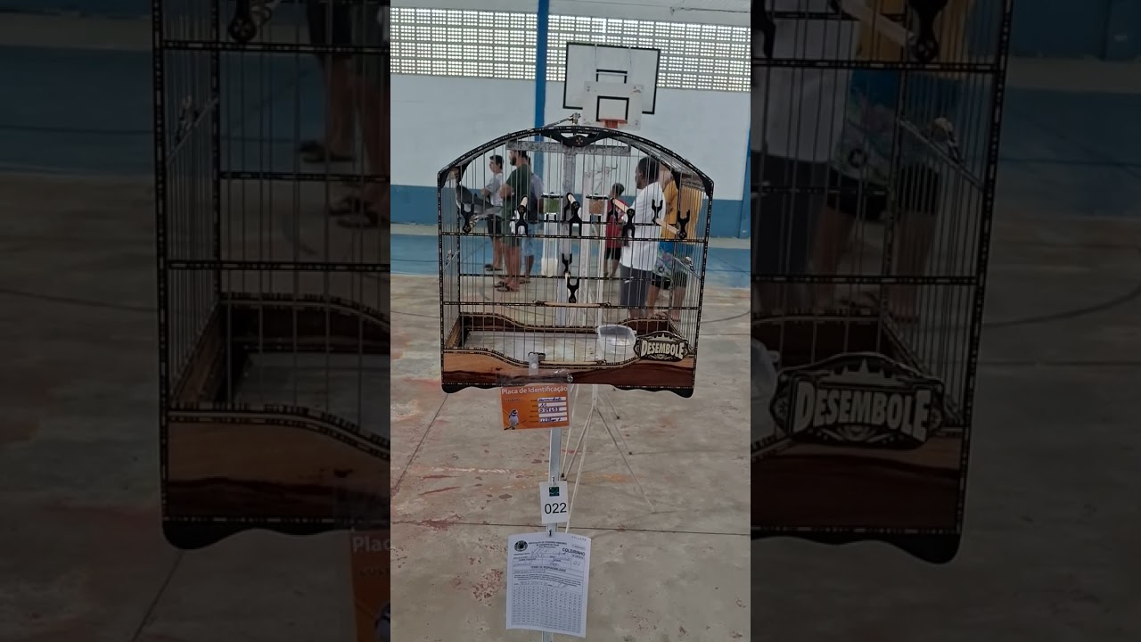 Coleiro desembole hj na acapi    