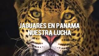 Jaguares en Panamá: Nuestra lucha