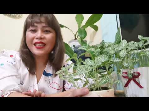 Video: Fittonia Argyroneura (Fittonia Argyroneura), Lumalaki Sa Isang Apartment