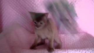 abyssinian caramel kitten female 2.5month
