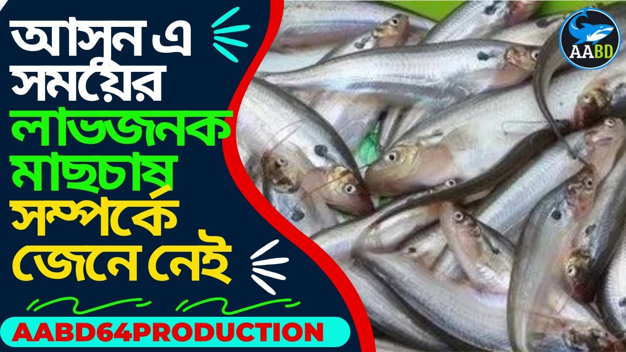 আসুন এ সময়ের (২০২৬) লাভজনক মাছচাষ সম্পর্কে জেনে নেই (Profitable Fish Culture Methods)