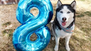 Sky's 8th Birthday!! She Chooses Her Perfect Day by The Husky Fam 48,806 views 2 years ago 9 minutes, 41 seconds
