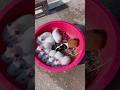 Cute Rat and Mammi Funny video🤣Part:-2 mini wood toy-wood working skill/wood/#shorts
