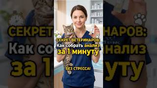 Как правильно сдать анализы коту: подготовка дома и сбор мочи #животные #уходзакошкой #здоровьекошек