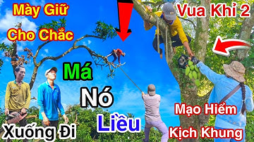 Quá Đau Lòng Nhóm Anh Kiệt Vua Khỉ Miền Tây 2 Cưa 100 Cây Xoài Cát Chu Đang Cho Trái Cưa Bỏ Củi 5/10