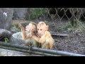 トクモンキーの赤ちゃん、こんなに大きくなりました!(動画)