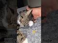 Who Done It??, Cat Caught in 4K #dangainspired #cat #catlife #cats #catshorts #cute