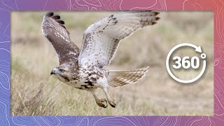 Red-tailed Hawk Swoops In and Eats Its Prey | Wildlife in 360 VR Guide