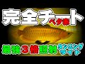 アロワナ激赤照射率３倍！最強タンニングライト爆誕！先着値引き有！撮影中にアクシデントにてVS乱闘！？※アロワナ※紅龍※金龍※神龍※フィッシュモンキー※ふぃしゅもん