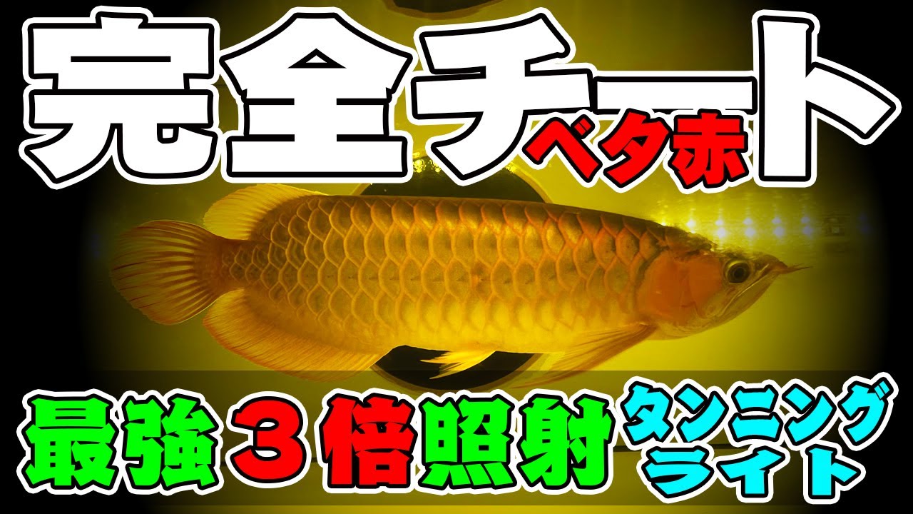 ピ*ト様 AROWANA TANNING LIGHT テンニング Zaohetian Arowana Tanning Light LED Lamp T8 with UVA/UVB - 45W