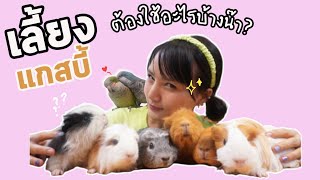 EP4 เลี้ยงหนูแกสบี้ ต้องทำยังไงดีน๊า? | Guinea pig | Cavy | ChaBie Bird