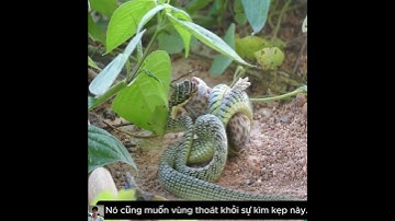 cuộc thoát chết ngoạn mục