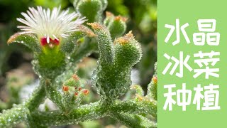 【“贵族”冰菜种植】貌美营养价高好种的水晶冰菜钻石冰花 ... 