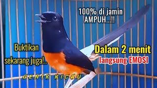 Murai batu gacor,,Di jamin langsung nyaut dan ikut emosi.