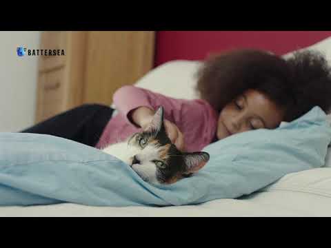 Video: Pet Scoop: Tonåringar Rädda familjehundar från Blaze, Irländsk katt kan vara världens äldsta
