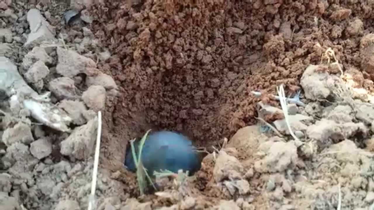 East Texas Gopher Dig YouTube