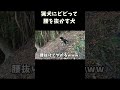 猟犬にビビって腰を抜かす犬 #柴犬