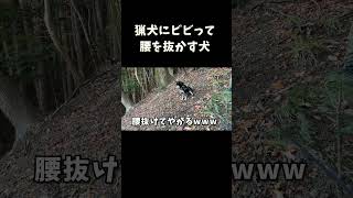 猟犬にビビって腰を抜かす犬 #柴犬