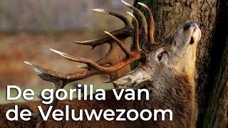 De gorilla van de Veluwezoom | Het Klokhuis