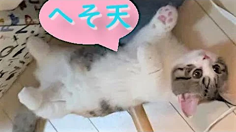 Watch the video about Tiny munchkin kitten roll over / Ame part2