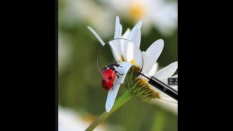 Magnifying Lens Effect Using Photoshop