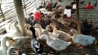 white pekin duck farming & desi murgi