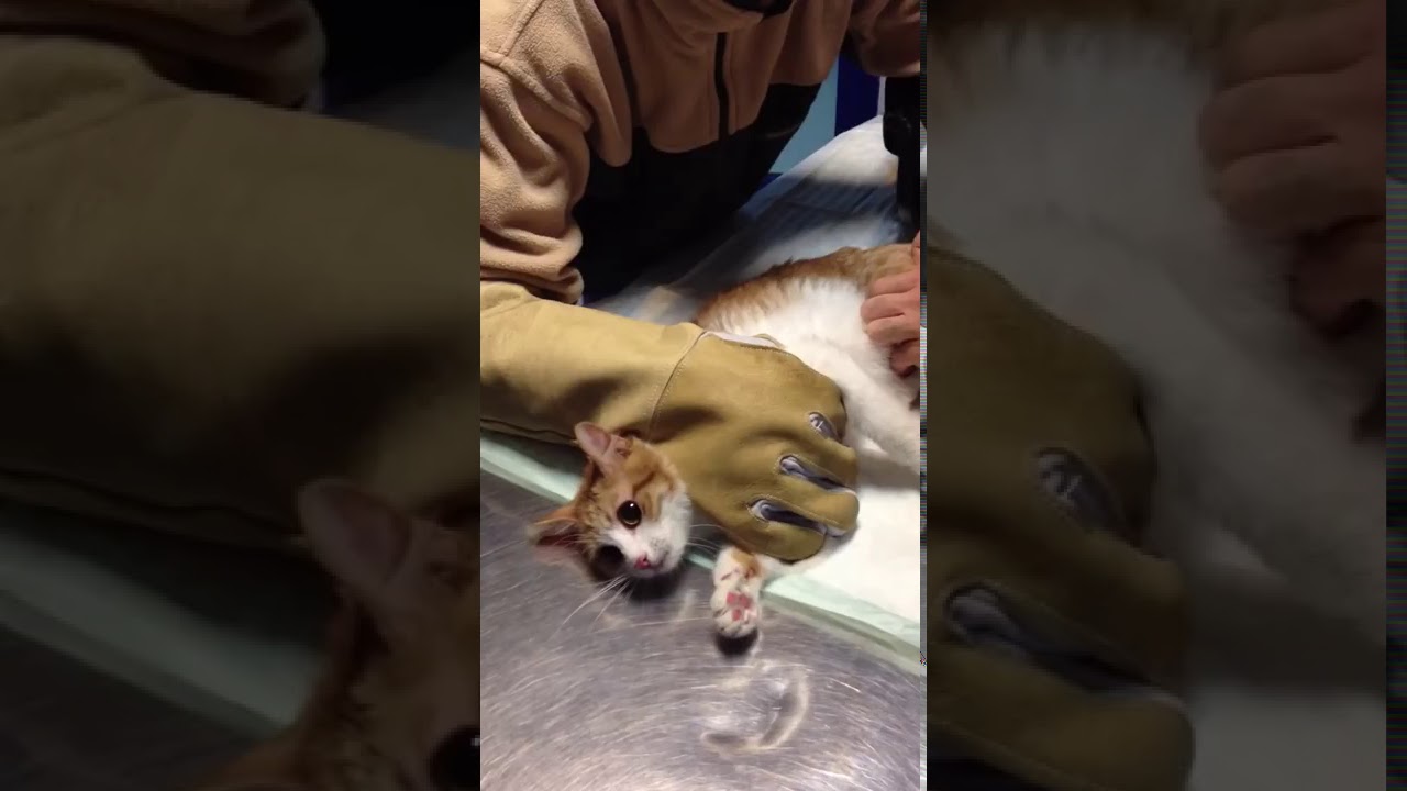 Oh-oh! the cat started going crazy!!! 