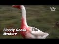 Goose Soaked In Blood Without A Single Scratch | Kritter Klub
