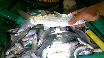 Hai Cha Con Giăng Lưới Cá Đêm Gỡ Cá Mỏi Tay Bắt Đủ Loại Cá | Gia Đình Cần Giờ |