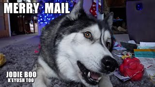 Husky Says PERFECT Merry Christmas And Causes Chaos Opening Gifts!