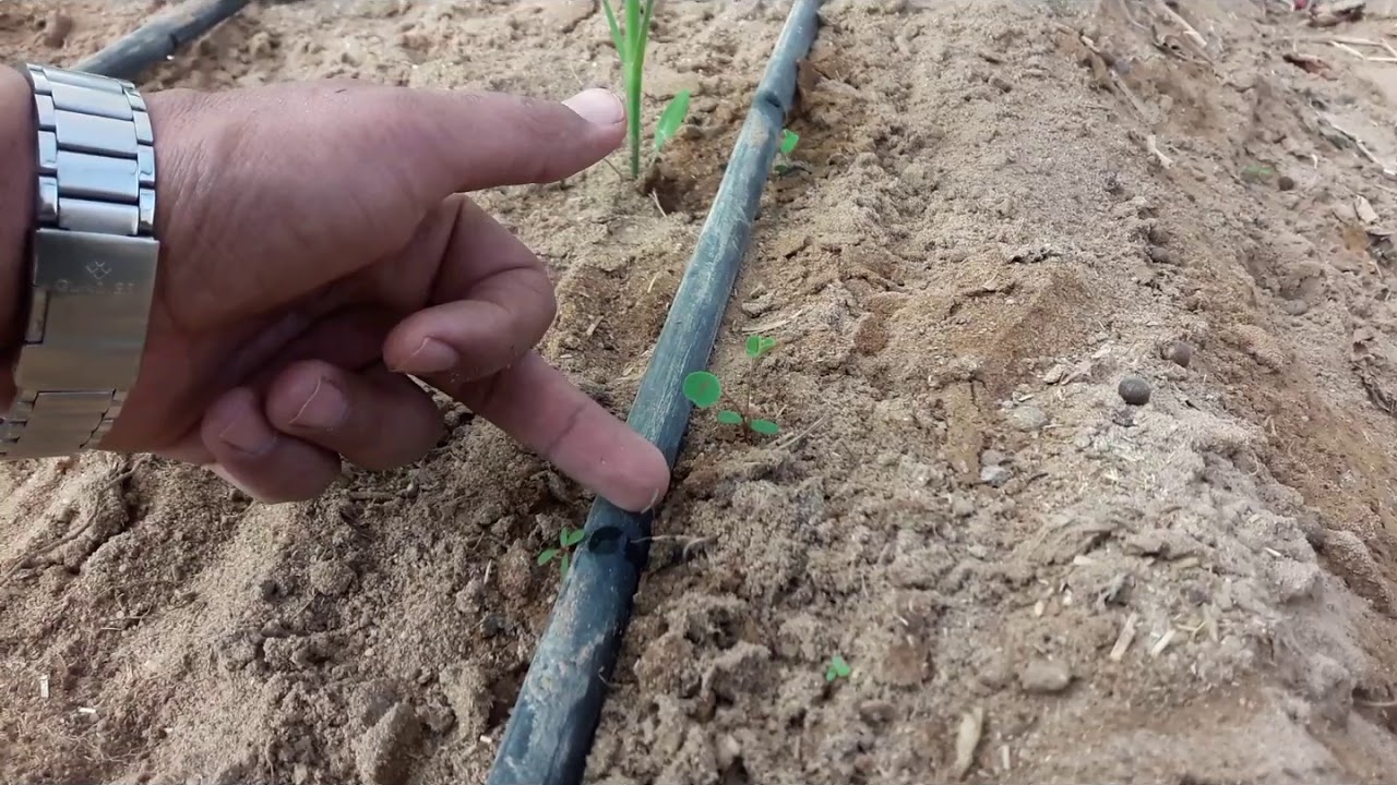 الفديو الثانى تابع رى البيوت المحمية