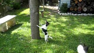 Squirrel Hunting Rat Terriers
