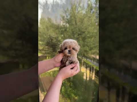 Редкий Мальтипу из Южной Кореи