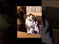 Mother Cat VS Dog 😈😬 #shorts #short #youtubeshorts #shortsfeed #funny #comedy #cat