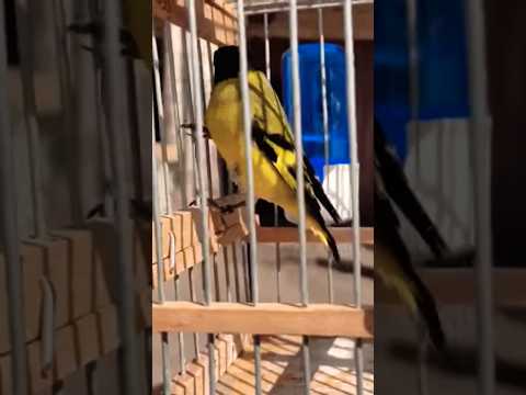 سوق القريعة للطيور عشاق طرزان مجيلان تعرف على اتمنة جميع طيور الزينة والمغردة